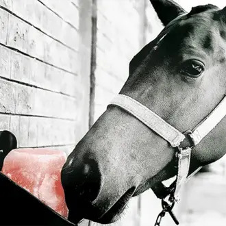 Horse Salt block